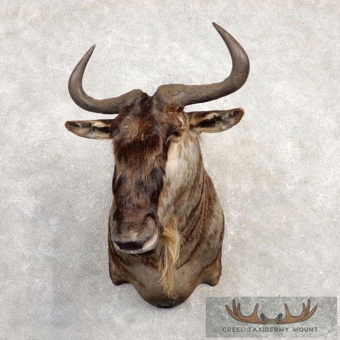 White-Bearded Wildebeest Taxidermy Shoulder Mount For Sale