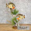 Bluegill Taxidermy Fish Mount For Sale