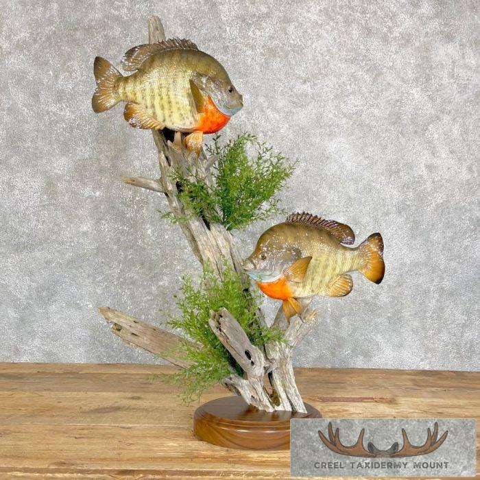 Bluegill Taxidermy Fish Mount For Sale