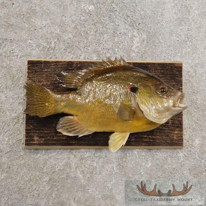 7.5" Bluegill Taxidermy Fish Mount For Sale
