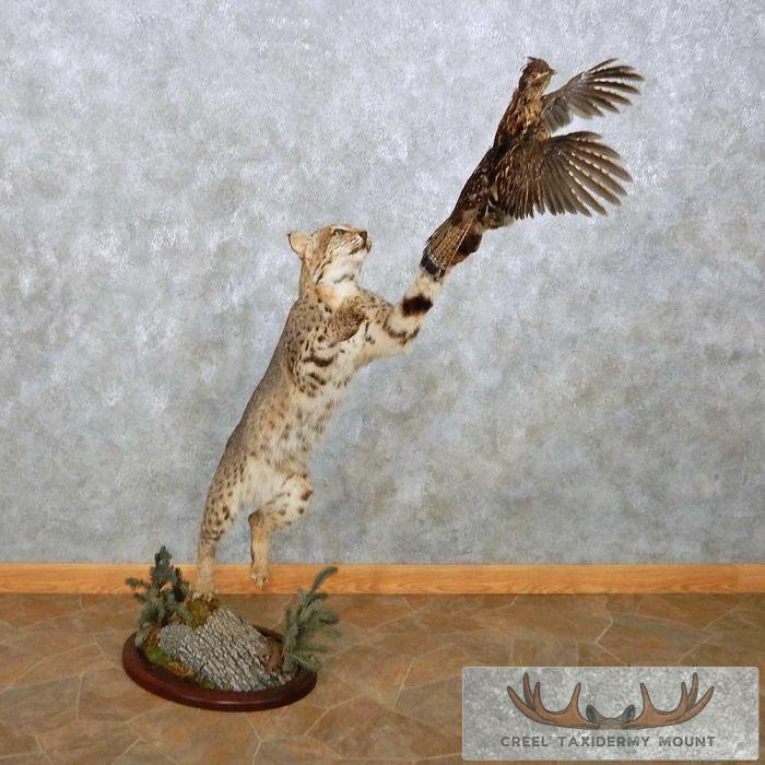 Bobcat w/ Grouse Taxidermy Mount Taxidermy