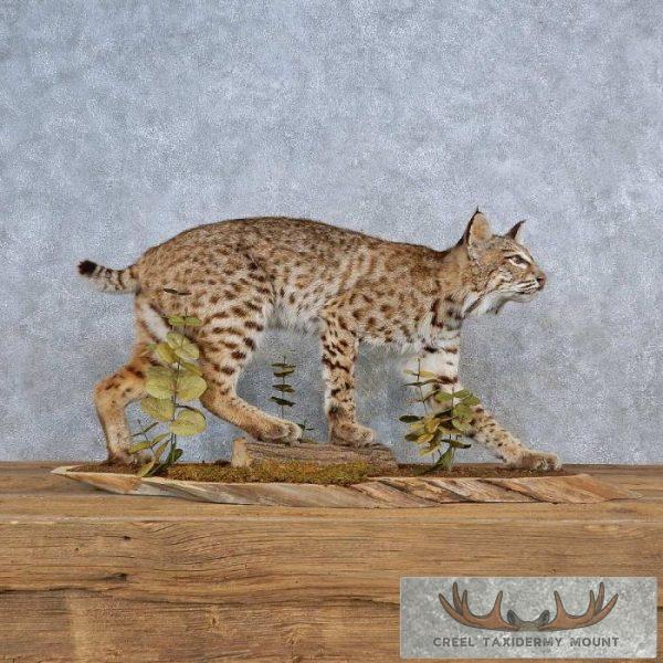 Bobcat Life-Size Taxidermy Mount For Sale