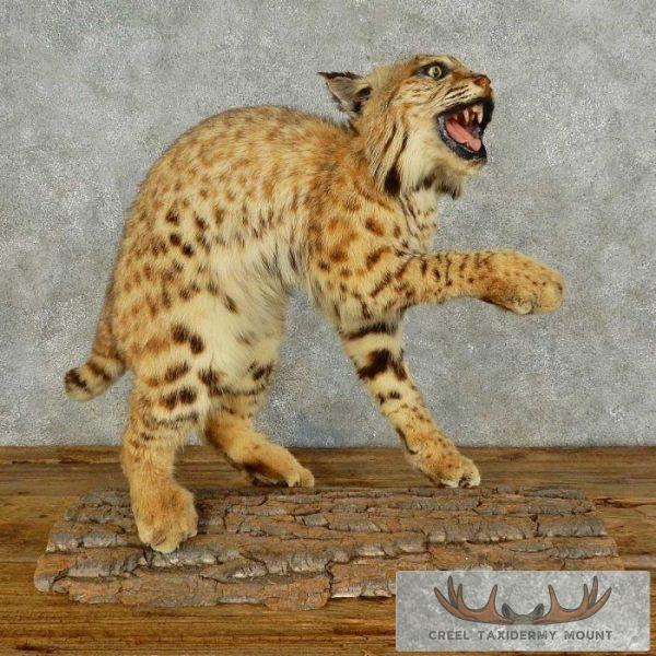 Bobcat Life-Size Taxidermy Mount For Sale