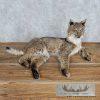 Bobcat Life-Size Taxidermy Mount For Sale