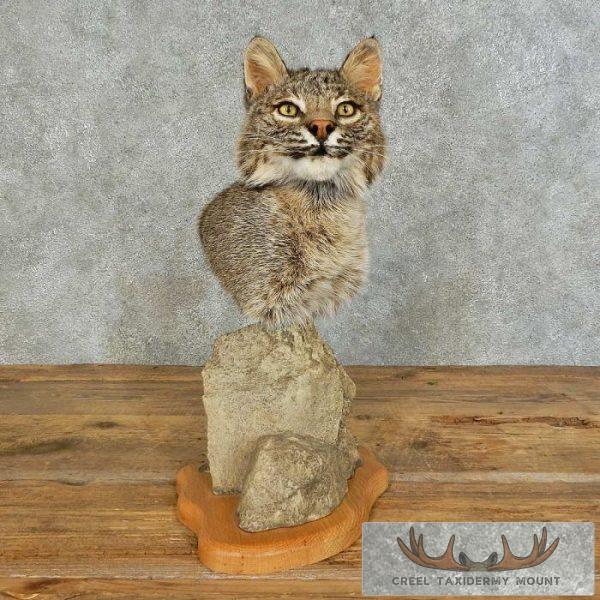 Bobcat Shoulder Pedestal Taxidermy Mount For Sale