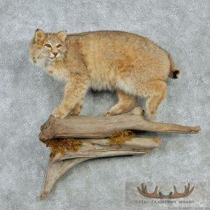 Standing Bobcat Life-Size Mount