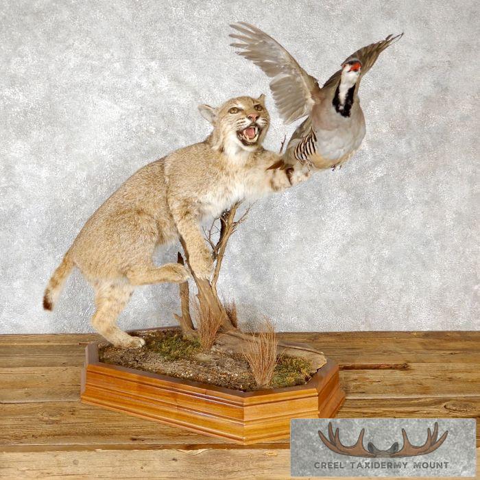 Bobcat And Chukar Life-Size Taxidermy Mount For Sale