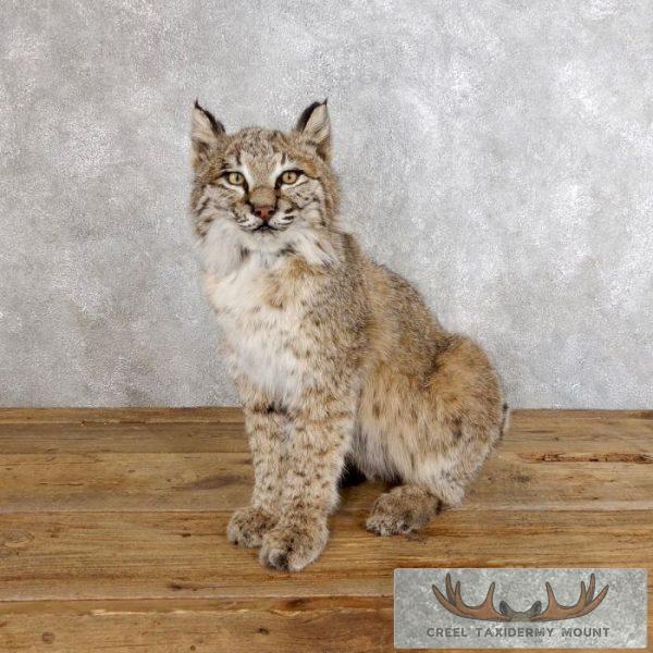 Bobcat Life-Size Taxidermy Mount For Sale