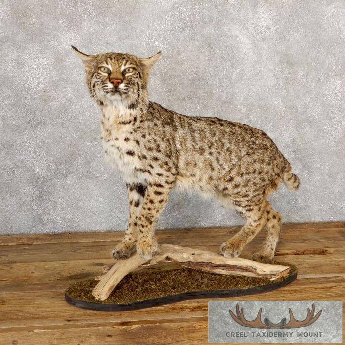 Bobcat Life-Size Taxidermy Mount For Sale