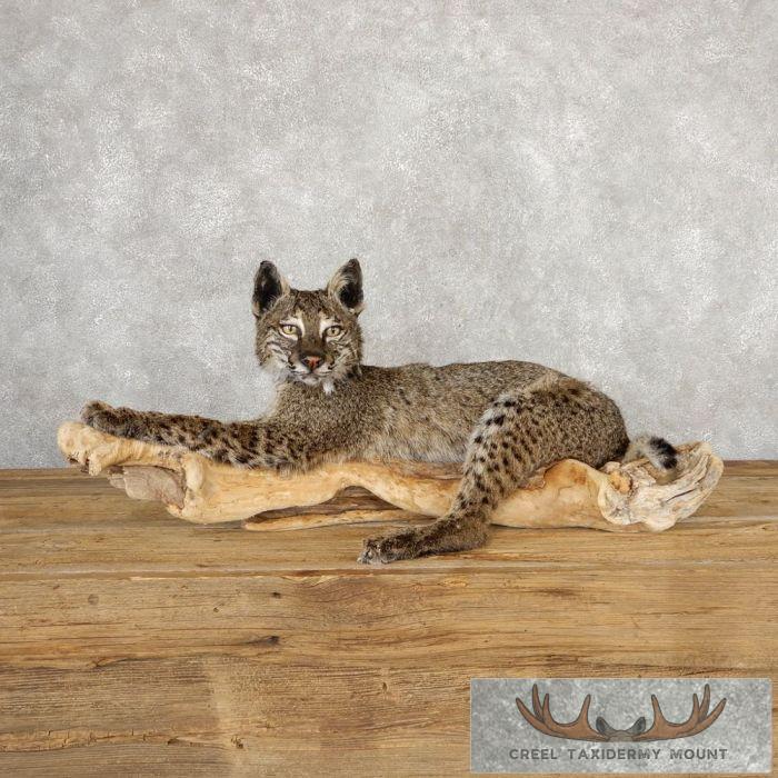 Dark Phase Bobcat Life-Size Taxidermy Mount For Sale