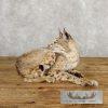 Bobcat Taxidermy Mount For Sale