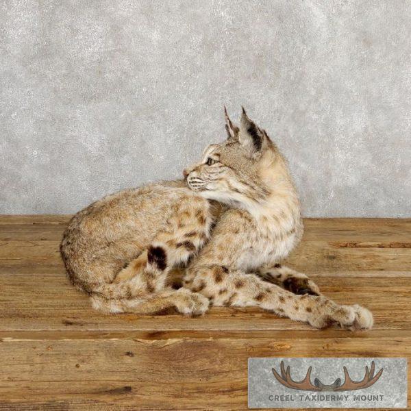 Bobcat Taxidermy Mount For Sale