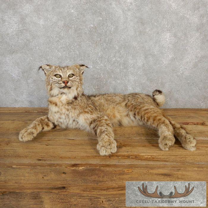 Bobcat Life-Size Taxidermy Mount For Sale