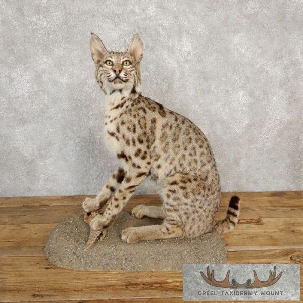 Bobcat Taxidermy Mount For Sale