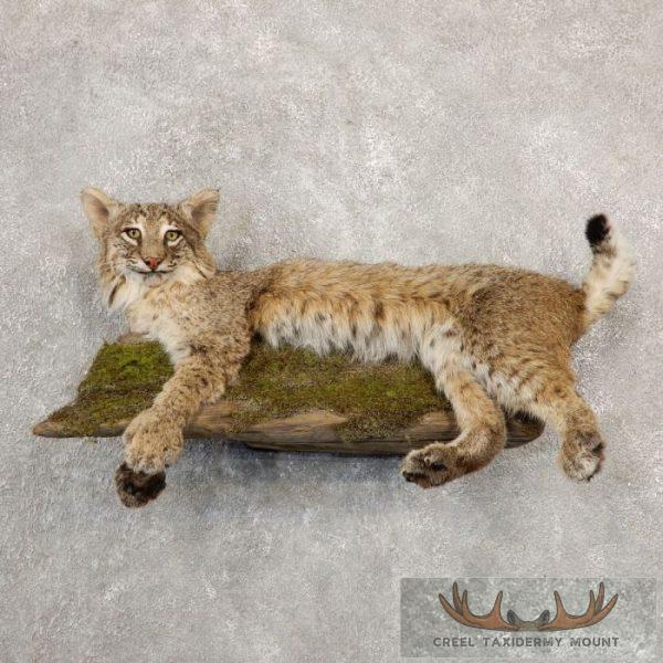 Bobcat Life-Size Taxidermy Mount For Sale