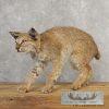 Bobcat Taxidermy Mount For Sale