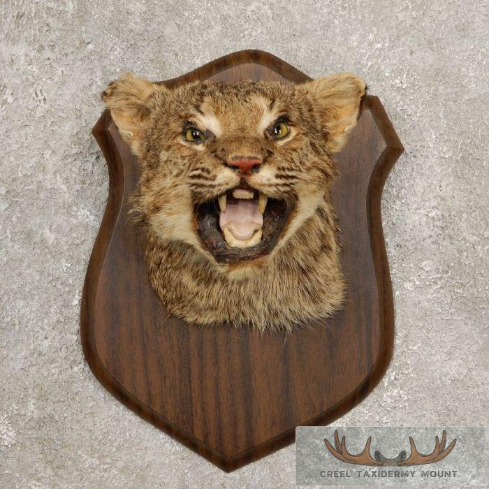 Bobcat Shoulder Taxidermy Mount For Sale