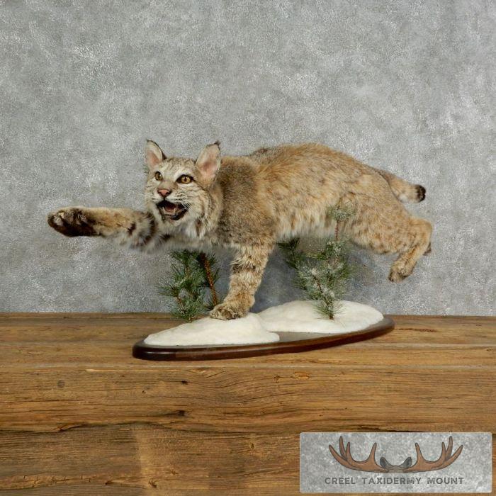 Bobcat Life-Size Taxidermy Mount For Sale