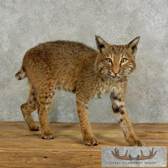 Bobcat Life-Size Taxidermy Mount For Sale