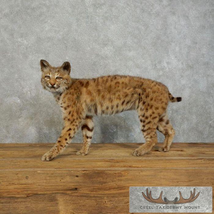 Bobcat Life-Size Taxidermy Mount For Sale
