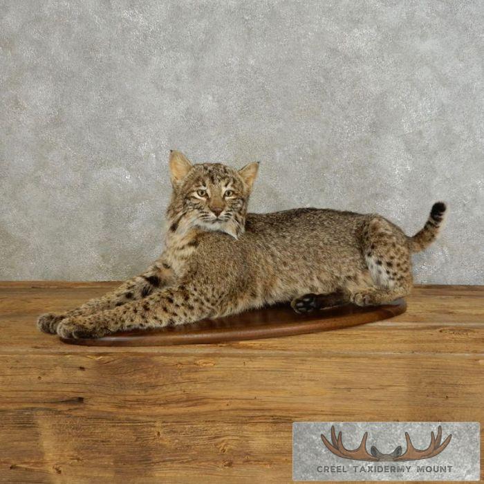 Bobcat Life-Size Taxidermy Mount For Sale