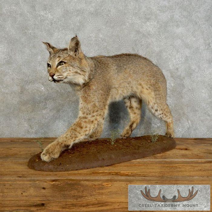 Bobcat Life-Size Taxidermy Mount For Sale