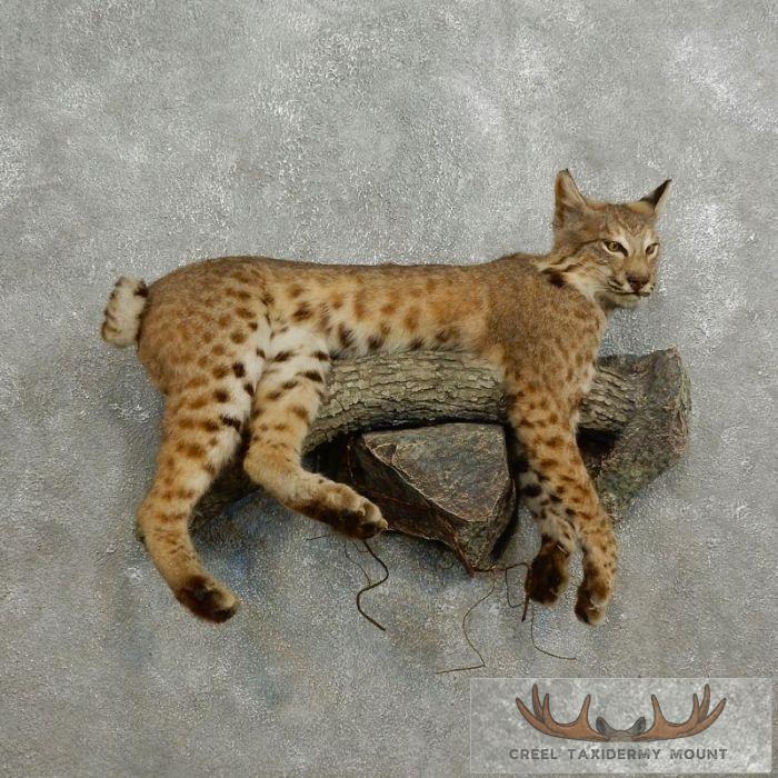 Bobcat Life-Size Taxidermy Mount For Sale
