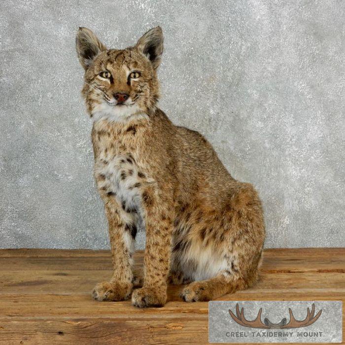 Bobcat Life-Size Sitting Taxidermy Mount For Sale
