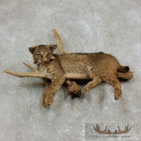Bobcat Life-Size Taxidermy Mount For Sale