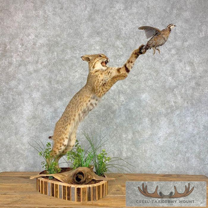 Bobcat With Bobwhite Quail Life-Size Taxidermy Mount For Sale