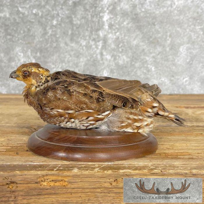 Bobwhite Quail Taxidermy Bird Mount For Sale
