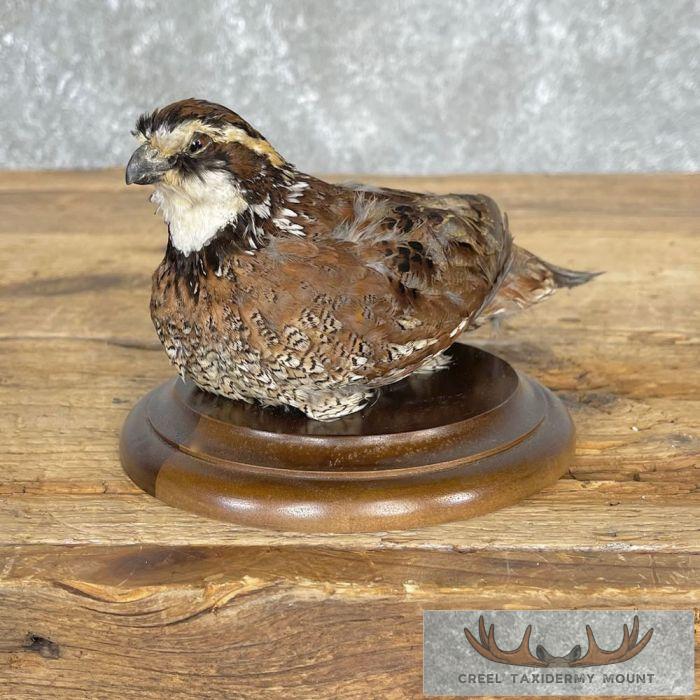 Bobwhite Quail Taxidermy Bird Mount For Sale
