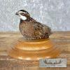 Bobwhite Quail Taxidermy Bird Mount For Sale
