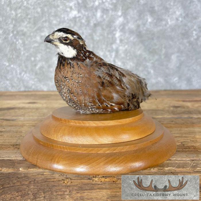 Bobwhite Quail Taxidermy Bird Mount For Sale