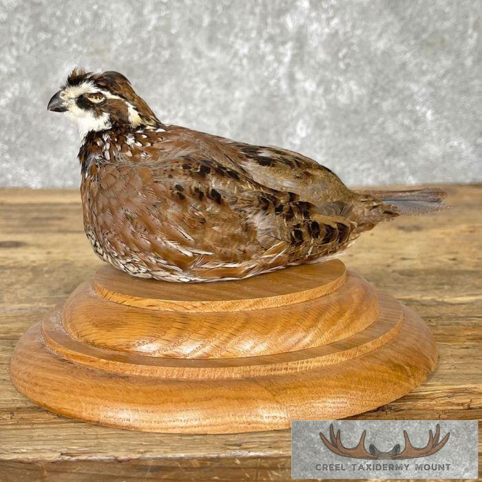 Bobwhite Quail Taxidermy Bird Mount For Sale