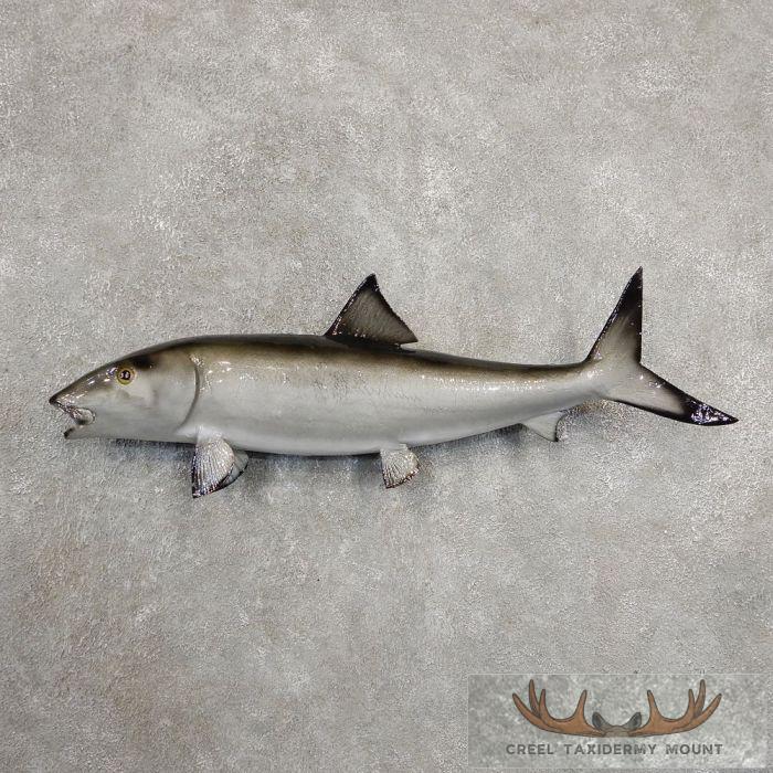 Bonefish Taxidermy Fish Mount Taxidermy