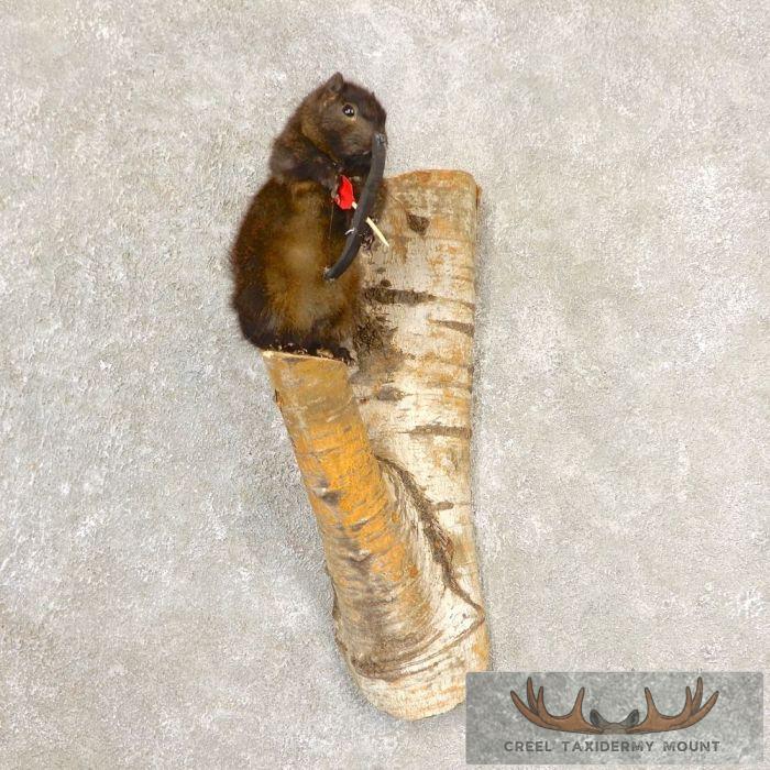 Black Squirrel Taxidermy Mount For Sale