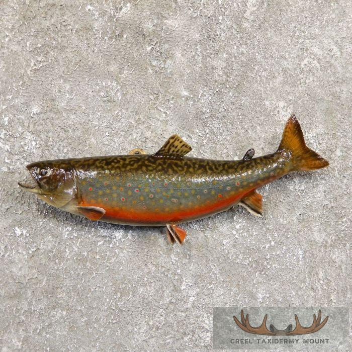 11.5" Brook Trout Taxidermy Fish Mount For Sale
