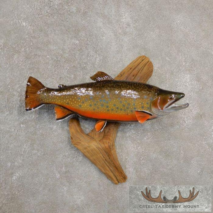 19" Brook Trout Taxidermy Fish Mount For Sale