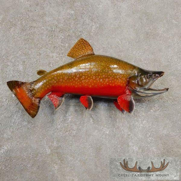 16" Spawning Brook Trout Taxidermy Fish Mount For Sale