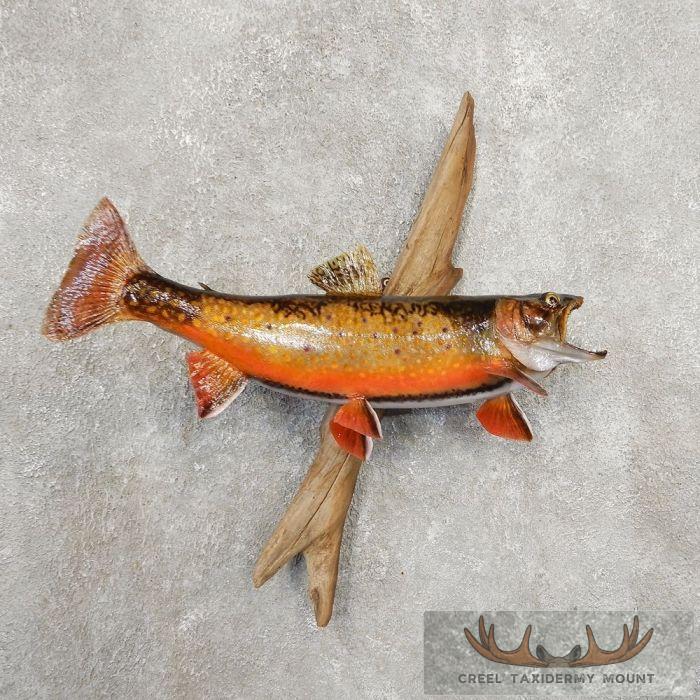 18" Brook Trout Taxidermy Fish Mount For Sale