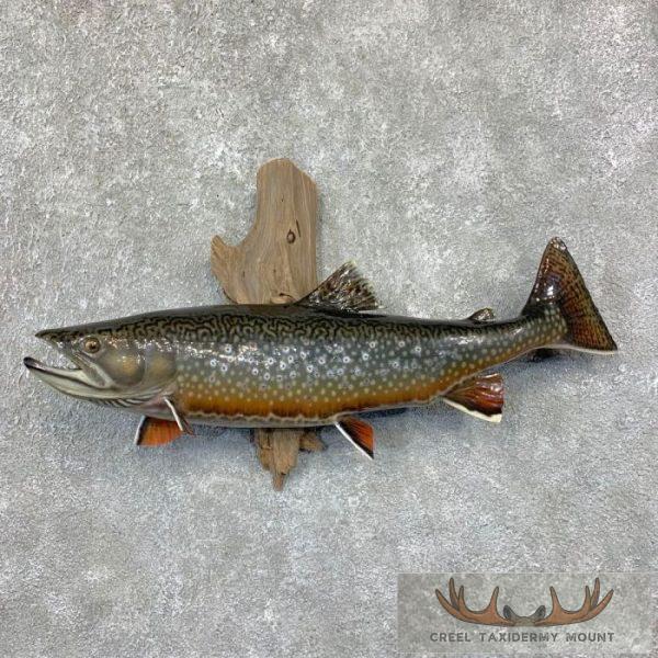 23.25" Reproduction Brook Trout Taxidermy Fish Mount For Sale