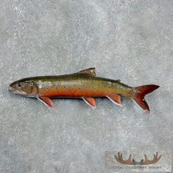 19" Brook Trout Taxidermy Fish Mount For Sale