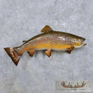 21" Brown Trout Taxidermy Fish Mount Taxidermy