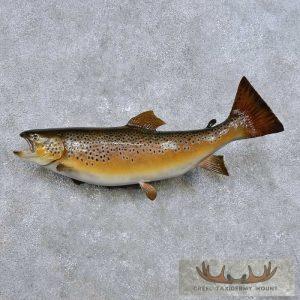 22" Brown Trout Taxidermy Fish Mount Taxidermy