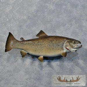 23.5" Brown Trout Fish Mount