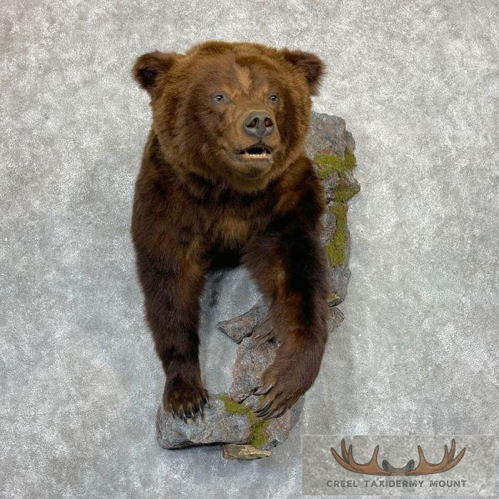 Brown Bear Half Life-Size Taxidermy Mount For Sale