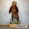 Brown Bear Life-size Taxidermy Mount For Sale