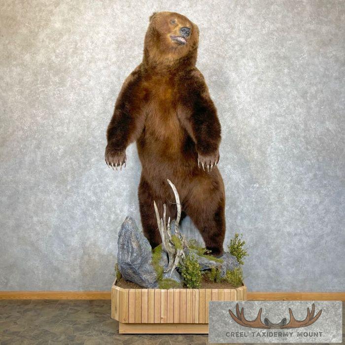 Brown Bear Life-size Taxidermy Mount For Sale