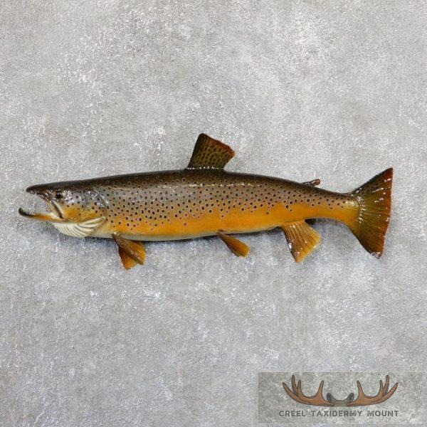 21.5" Brown Trout Taxidermy Fish Mount For Sale